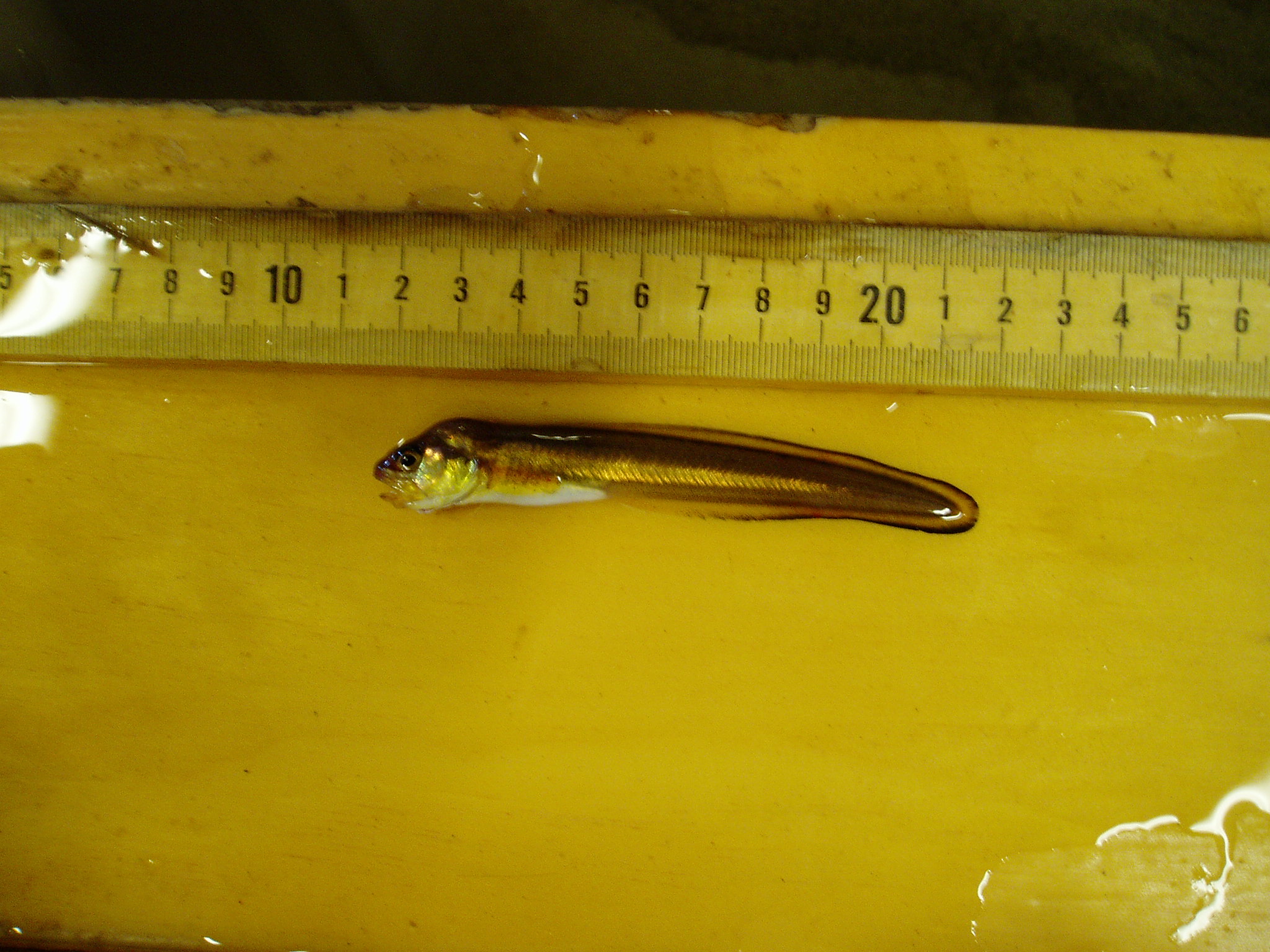 Striped cusk-eel male